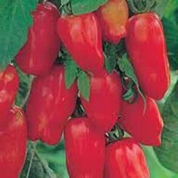 Red San Marzano Seeds for Planting - heirloom & Non-GMO Seeds